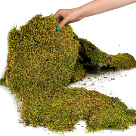 Terrario Shadow Forest Moss - mech naturalny 35x28cm | Idealny do terrarium