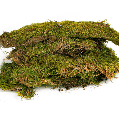 Terrario Shadow Forest Moss - mech naturalny 35x28cm | Idealny do terrarium
