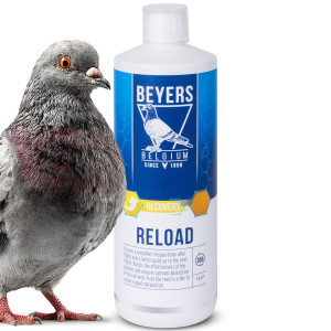 Beyers Reload 1000ml - koncentrat regeneracyjny