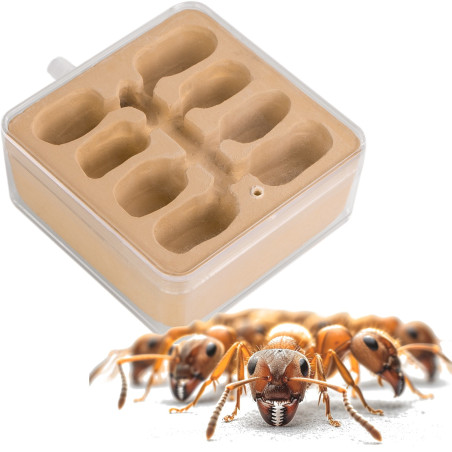Ant Expert New World - dodatkowa część gniazdowa | Szybki montaż i pełna kompatybilność