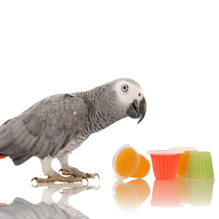 HappyPet Tweeter's Treats Fruity Jelly Pots 60 sztuk - Pyszne przysmaki dla ptaków, szybka wysyłka