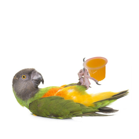 HappyPet Tweeter's Treats Fruity Jelly Pots 60 sztuk - Pyszne przysmaki dla ptaków, szybka wysyłka