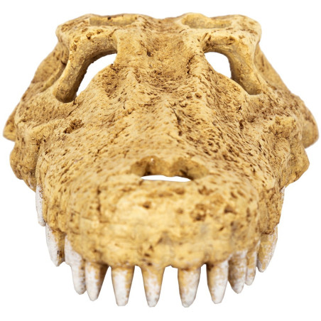 Repti-Zoo Crocodile Skull M - Realistyczna kryjówka do terrarium, szybka wysyłka