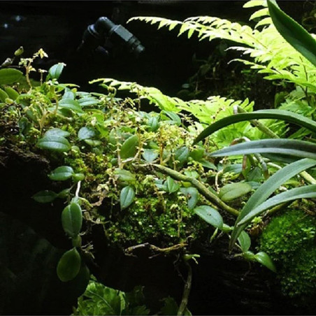 Wacool Rainforest Plant Cotton 290x290mm - hydrolon | Idealny do terrarium i hydroponiki