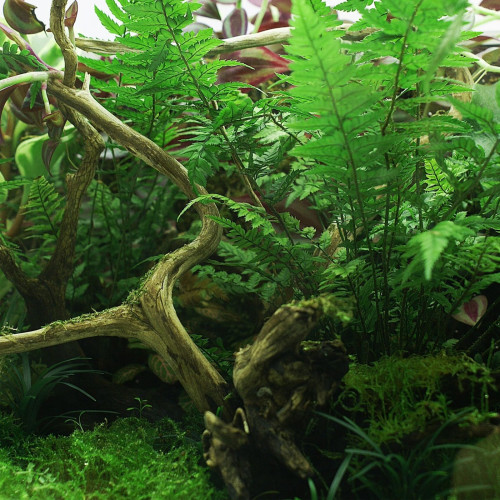 YOKUCHI JANGURU SOIL 1L - Idealne do akwarium roślinnego