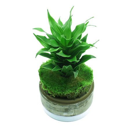 YOKUCHI JANGURU SOIL 1L - Idealne do akwarium roślinnego