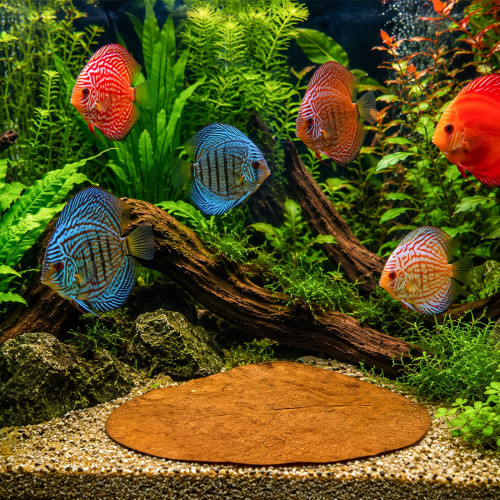 Liście ketapangu Kruger Meier Shrimp Leaves XL 5 szt