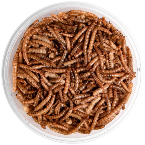 Terrario Repti Bites Mealworms 250ml - larwy mącznika suszone | Bogate w białko, idealne dla gadów