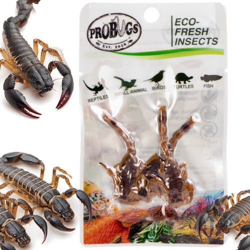 ProBugs Eco-Fresh Scorpion 15 x 3pcs - Świeży pokarm dla gadów