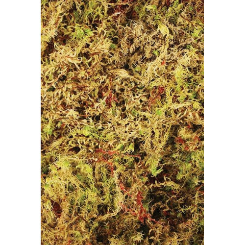 Komodo Habitat Moss 100g mech torfowiec - Idealny do terrarium