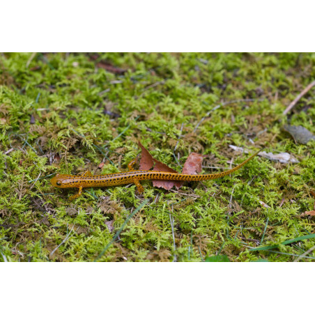 Komodo Habitat Moss 100g mech torfowiec - Idealny do terrarium