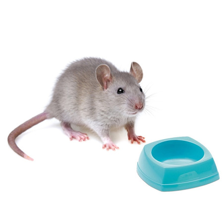 Savic Rodent Bowl miska dla gryzonia 8x8x3,5cm - Stabilna i łatwa w czyszczeniu