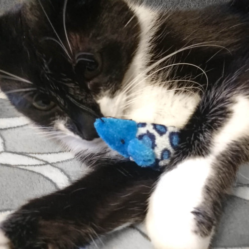 HappyPet Velour Mice - myszka dla kota | Miękka, trwała — stymuluje instynkt łowiecki