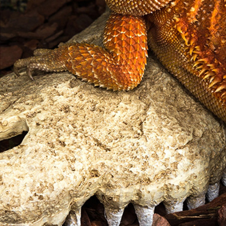 Repti-Zoo Crocodile Skull S | Realistyczna, bezpieczna kryjówka dla gadów