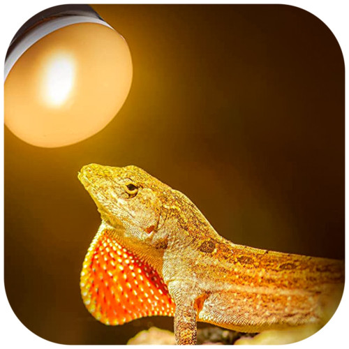 Repti-Zoo Mini Daylight Spot NANO 25W - Idealne do nano terrariów, 2 szt