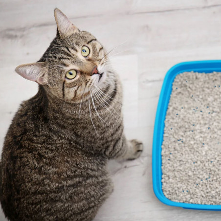 Hilton Cat Litter White Soap 5l - Neutralizuje zapachy, szybka wysyłka