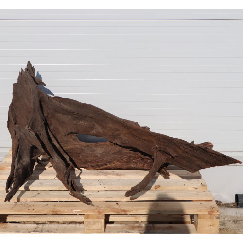 Korzeń akwariowy Malaysian Driftwood Giant XXXL 150 cm naturalny