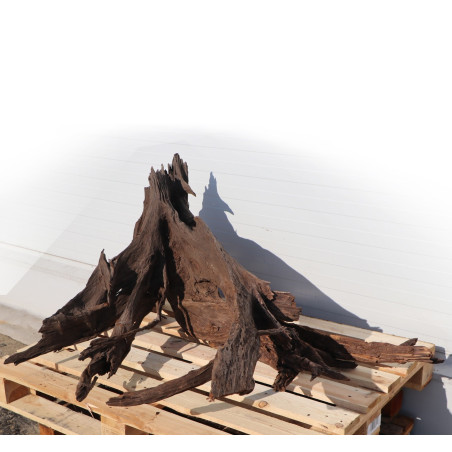 Korzeń akwariowy Malaysian Driftwood Giant XXXL 150 cm naturalny