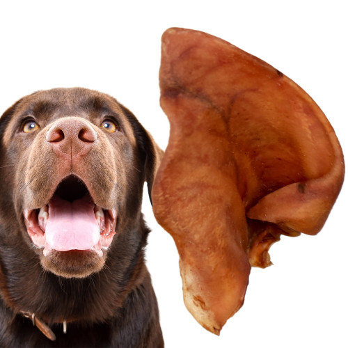 Dogario Bonni Pig's Ear L x10 - naturalny gryzak dla dużych psów, długotrwała zabawa