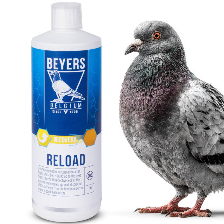 Beyers Reload 1000ml - koncentrat regeneracyjny | Szybka regeneracja po lotach