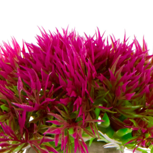 Kruger Meier Plant Mini Grass Pink - Idealna do akwarium słodkowodnego