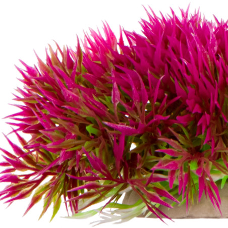 Kruger Meier Plant Mini Grass Pink - Idealna do akwarium słodkowodnego