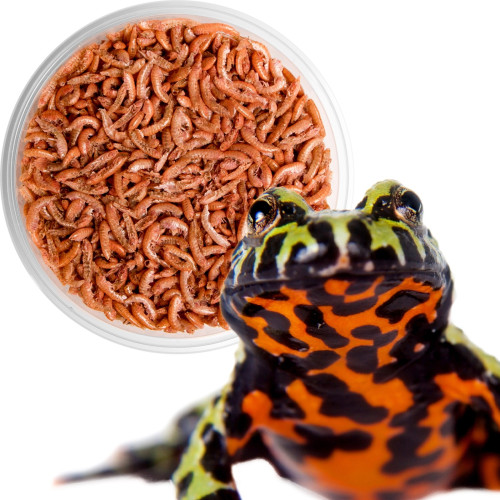 Terrario Repti Bites Gammarus 500ml - Bogate białko dla zdrowych gadów