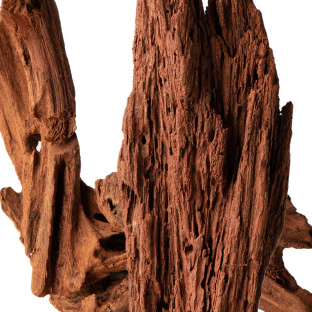 Philippines Classic Driftwood drzewo mangrowca XXS 10 cm - Idealne do nano akwarium