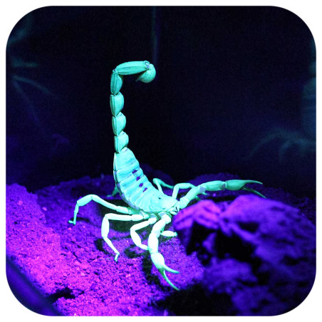 Repti-Zoo Mini UV LED 6W - Idealna do terrarium skorpionów