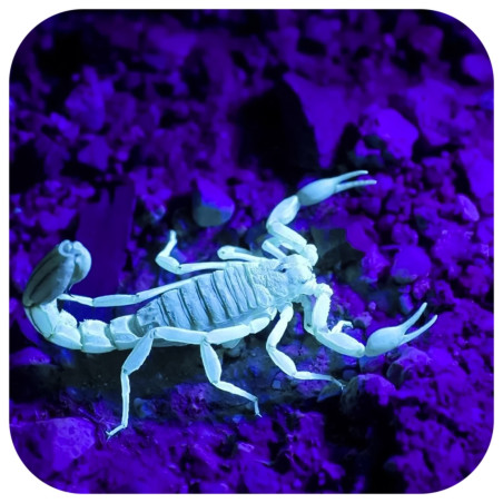 Repti-Zoo Mini UV LED 6W - Idealna do terrarium skorpionów