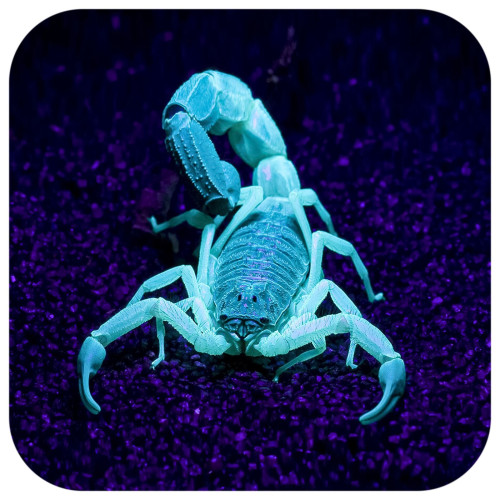 Repti-Zoo Mini UV LED 6W - Idealna do terrarium skorpionów