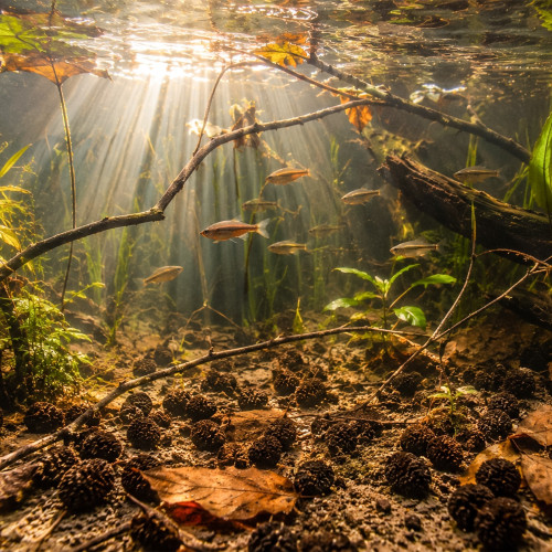 Szyszki olchy czarnej Kruger Meier BlackWater Drop 10 g, 50 szt. – naturalne obniżenie pH