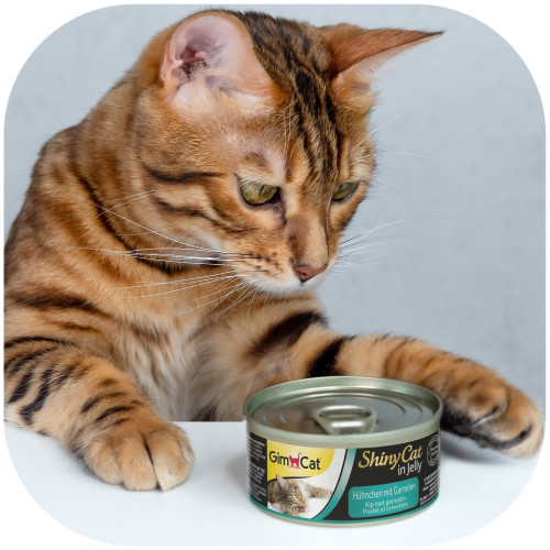GimCat ShinyCat in Jelly 70g kurczak i krewetki - ulubiony przysmak kota