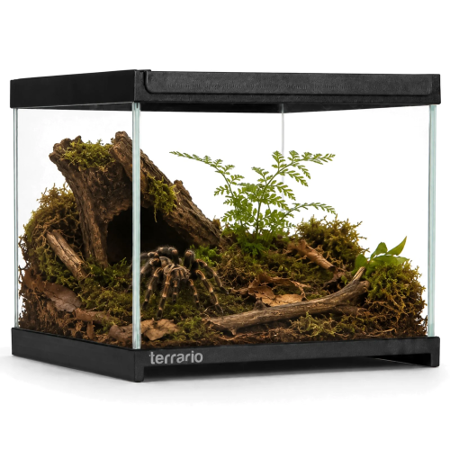 Terrarium szklane Terrario Frevo Clear 20×20×17 cm, przezroczyste