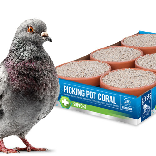 Beyers Picking Pot Coral 5+1 kostki mineralne dla gołębi - Wzmacnia pióra i kondycję