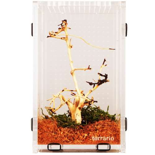 Terrarium akrylowe Terrario Mantis Area L dla modliszek i owadów