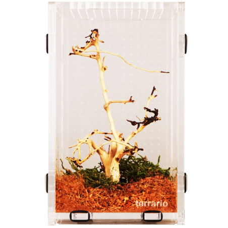 Terrarium akrylowe Terrario Mantis Area L dla modliszek i owadów