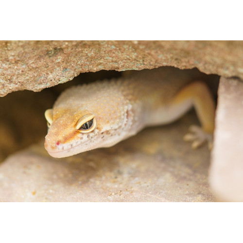 Repti-Zoo Jaskinia kamienno-gliniana 14x10x6cm - Naturalna, bezpieczna kryjówka do terrarium
