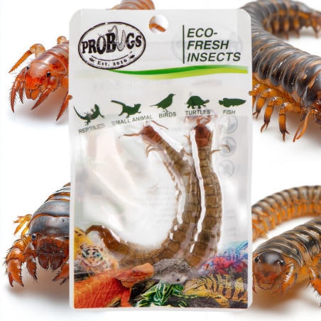ProBugs Eco-Fresh Scolopendra Centipede 2pcs - Idealne do terrarium