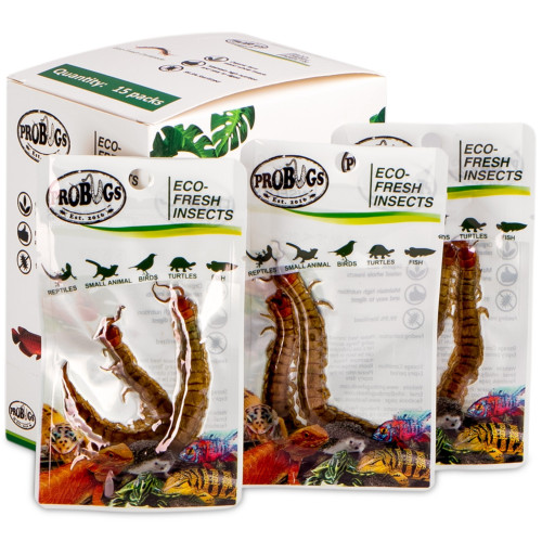 ProBugs Eco-Fresh Scolopendra Centipede 2pcs - Idealne do terrarium
