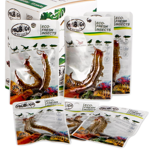 ProBugs Eco-Fresh Scolopendra Centipede 2pcs - Idealne do terrarium