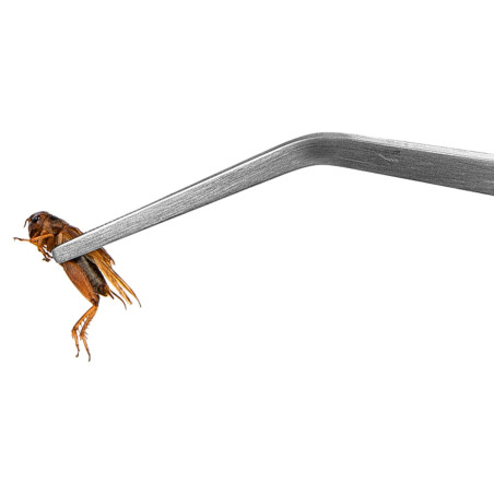 Terrario ViperTweez Bent XXL - pęseta zagięta 48cm | Precyzyjne, bezpieczne chwytanie