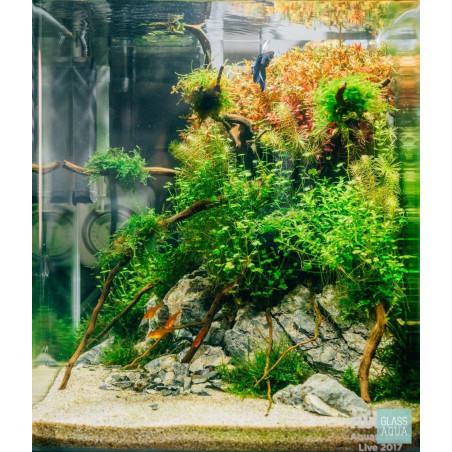 Eco Plant Hydrocotyle Japan - roślina invitro 20 sztuk
