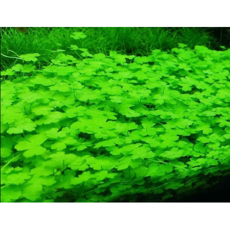 Eco Plant Hydrocotyle Japan - roślina invitro 20 sztuk