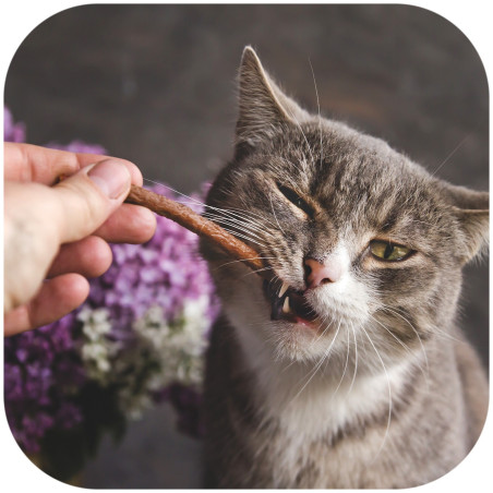GimCat Sticks 95% Meat kiełbaski drobiowe z wątróbką 4 sztuki | Ulubiony smakołyk kota