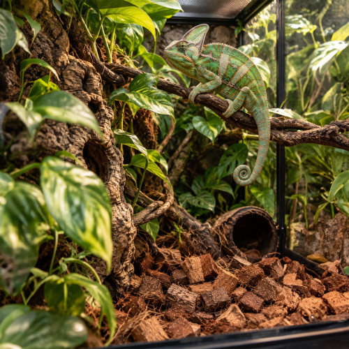 Terrario Negro Rainforest 10l - podłoże zrębki kokosa