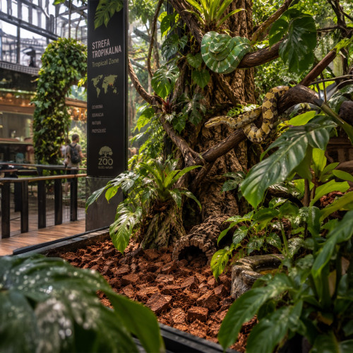 Terrario Negro Rainforest 10l - podłoże zrębki kokosa
