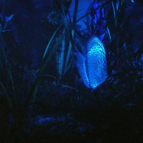 Aquael Moonlight LED - Idealne nocne oświetlenie do akwarium