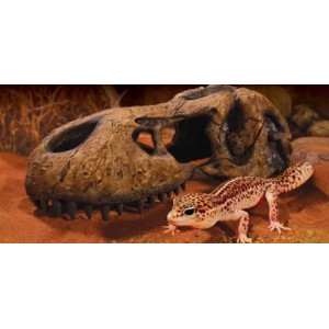 EXO TERRA T-Rex skull (czaszka dinozaura)