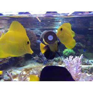 Aquaforest Vege Clip 120g - pokarm roślinny w krążkach z przyssawką